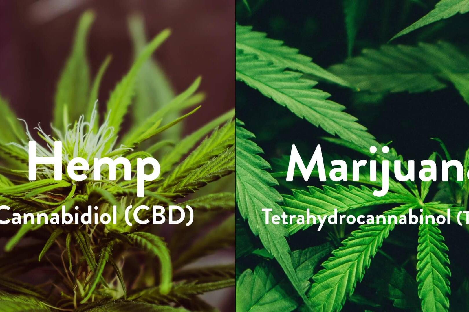 Cleentech.mp4 003273 uai