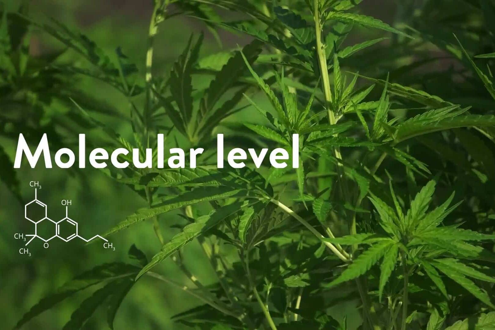 Cleentech.mp4 004861 uai