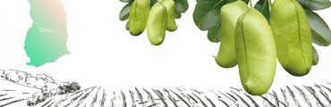 Agricultural brand video thumbnail featuring Ghana map and green pods